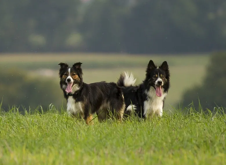 Dwa psy w wysokiej trawie